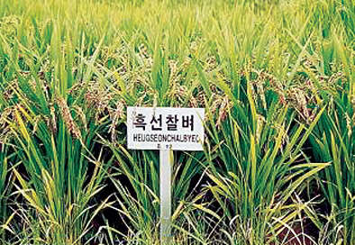 흑선찰벼.